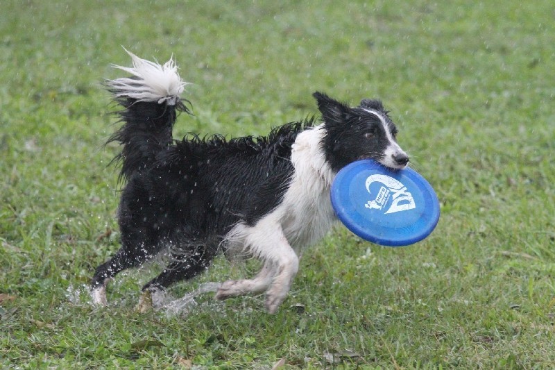 犬のトレーニング（しつけ教室）