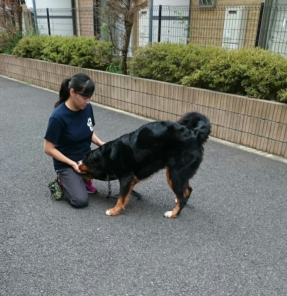 犬のトレーニング（しつけ教室）