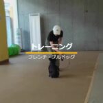 トレーナーから飼い主へ：わんこの「まて」トレーニングをする動画