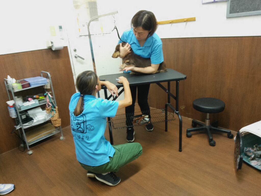 わんこびよりのスタッフ向け保定講座